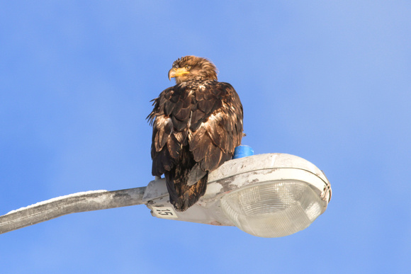 eagle on lightpole