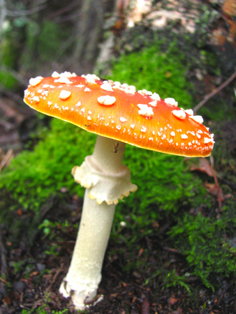 vibrant mushroom