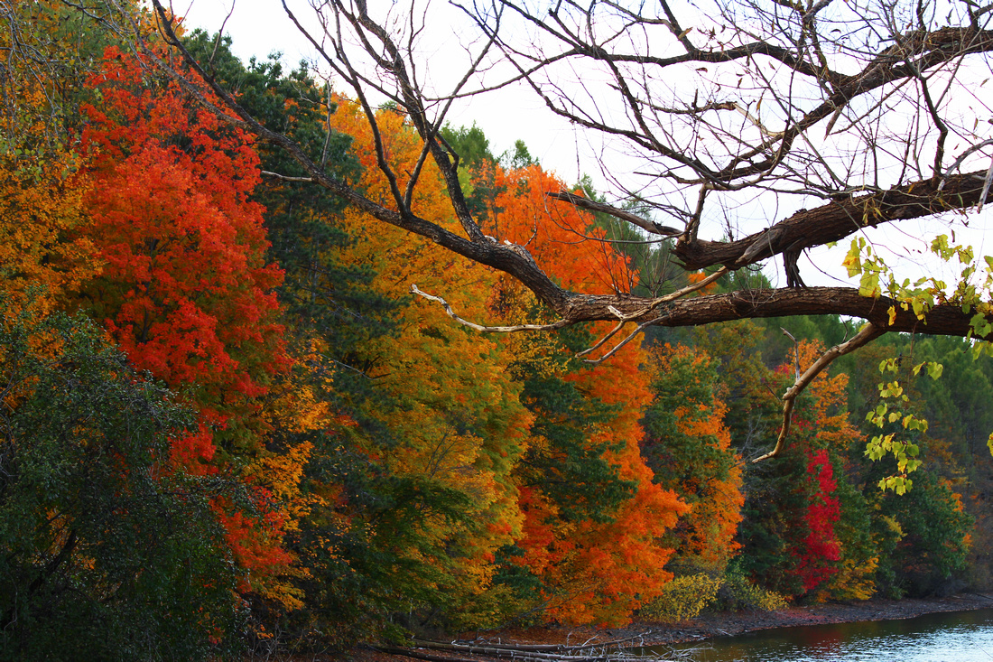 vibrant fall colors